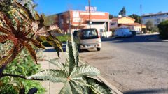Το φυτό Ρίκινος ο Κοινός (Ricinus Communis), Κίκι ή Ρετσινολαδιά.
