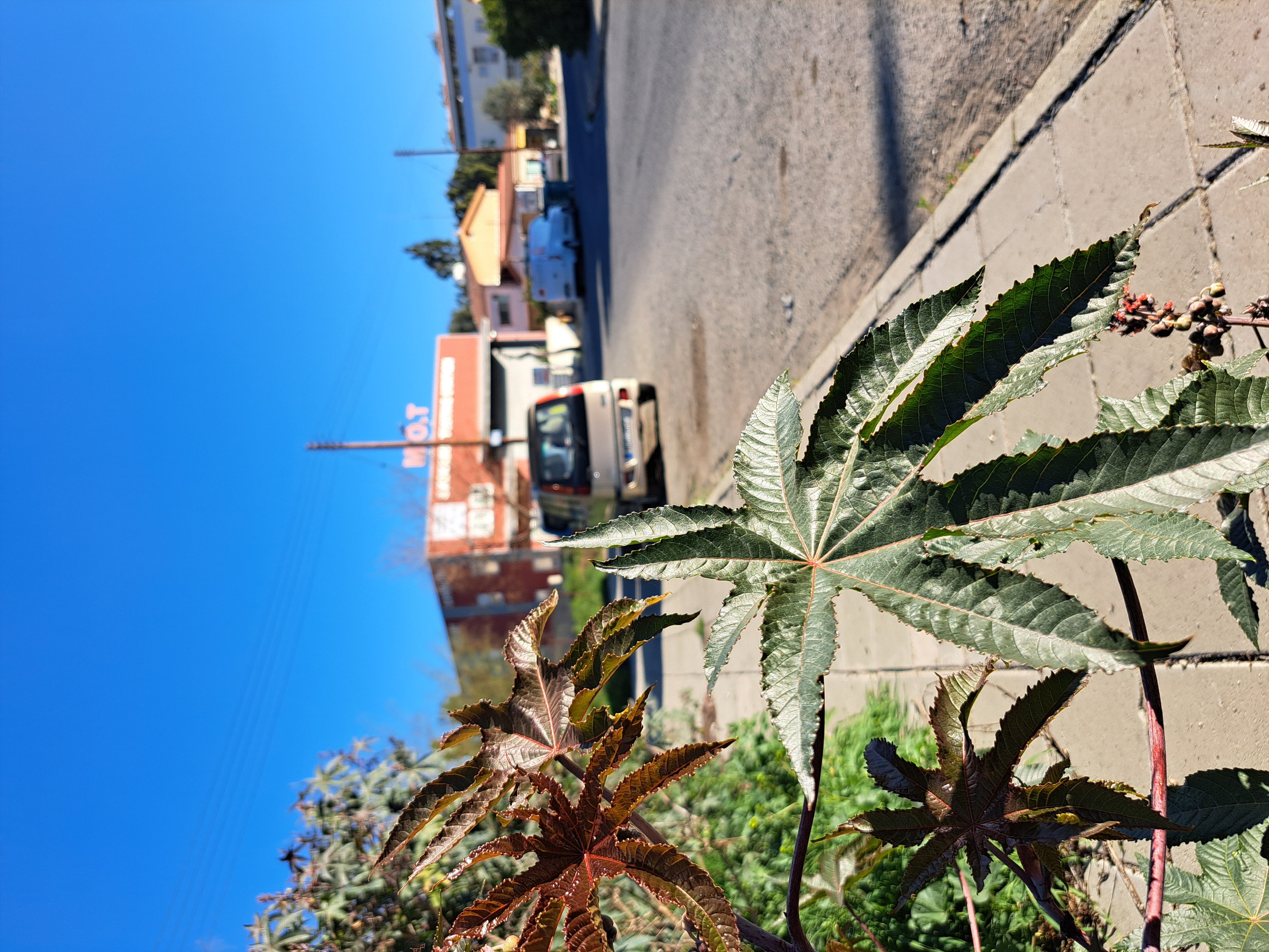 Το φυτό Ρίκινος ο Κοινός (Ricinus Communis), Κίκι ή Ρετσινολαδιά.