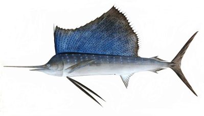 Ζωγραφισμένο ψάρι ιστιοφόρος (_Sailfish_, _Istiophorus platypterus_) με χαρακτηριστικό μεγάλο ραχιαίο πτερύγιο σε μπλε και λευκό φόντο.