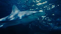 underwater photo of a shark