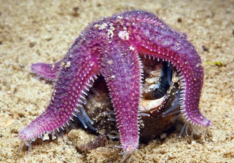 Many species of starfish can push part of their stomach outside their body.