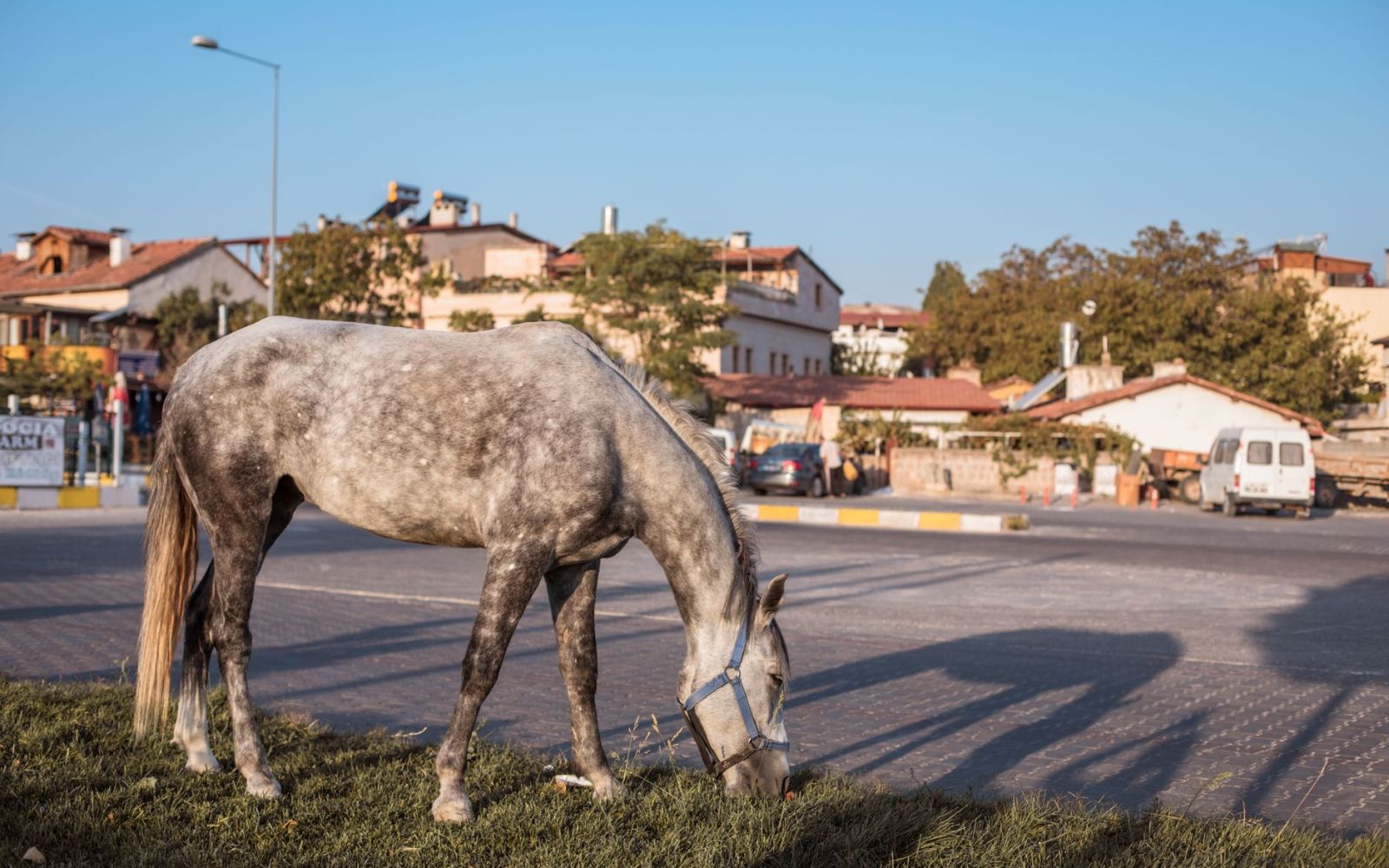 a horse in the park in city
