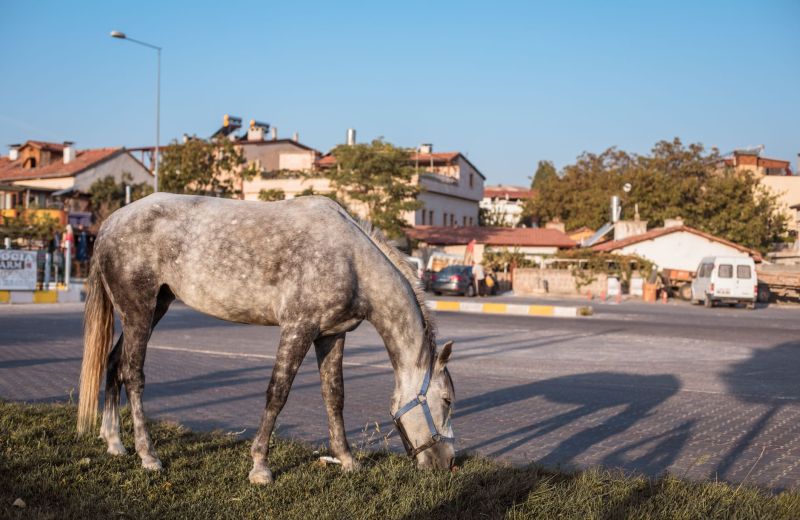 Γρίβας: Η ετυμολογία της λέξης