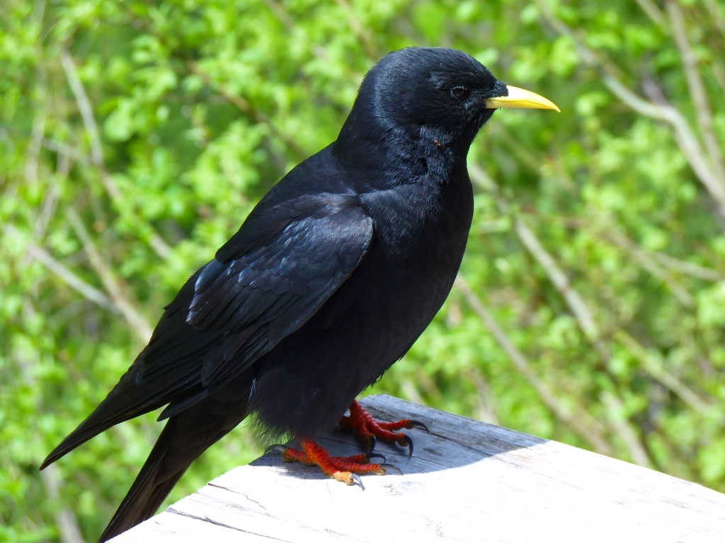 Crow, bird photography
